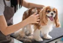Pet Grooming Basics